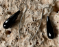 Preview: Onyx-Ohrhänger Pampeln fac. 30 x 10 mm 925 Silber
